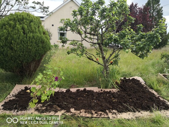 garden-tree-gable-soil-drying-grass-regenerative-permaculture