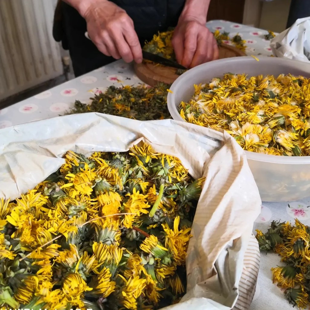 dandelion wine making